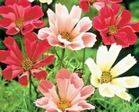 300 Seeds Cosmos Seashells Mix Seeds Wildflower Heat Drought Poor Soils ... - $8.99