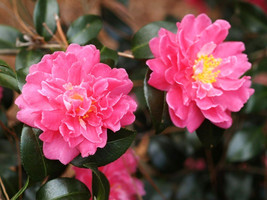 USA Seller 10 Autumn Spirit Camellia Camellia Autumn Spirit Fresh Seeds - $13.80