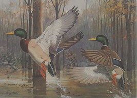 Bayou DeView Mallards by Ken Carlson 1985-1986 Arkansas Migratory Waterfowl Hunt - £92.50 GBP