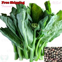 Wrinkled Crinkled Cress Seeds - $8.67