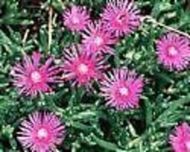 Delosperma Lydenbergense Ice Plant Hardy Exotic Seeds Fresh Seeds Fast Shipping - $15.98