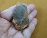 O-141 rough freeform round swirls spiral rings Yowah specimen stone Aust... - $89.99