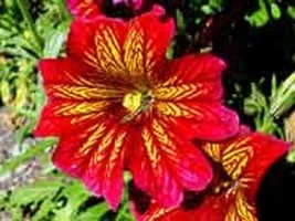 20 Red Stainedglas Flower Seeds Annual SalpiglosisFrom US - $8.35