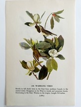 Warbling Vireo 1950 Lithograph Art Print Audubon Bird First Edition DWU14E - £23.71 GBP
