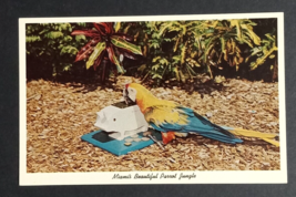 Macaws Bonino Parrot Jungle Bird Miami Florida FL Curt Teich UNP Postcard 1961 - £4.56 GBP