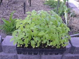 SMR Chia Sprouts Microgreen Or Garden Fresh Garden - $13.53