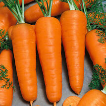 Fresh 300 Red Cored Chantenay Carrot Seeds  - $5.79