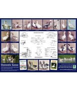 Domestic Geese A2 59cm x 42cm Poster Print Bird Duck Wild Fowl Goose BLP... - £5.41 GBP
