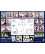 Domestic Geese A2 59cm x 42cm Poster Print Bird Duck Wild Fowl Goose BLP... - $9.40 CAD