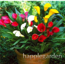 200  pcs Calla Bonsai,Calla Lily Flower,Rare Bonsai Flower Plants (Not Calla Bul - £6.08 GBP