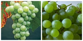 2 Himrod Live Seedless Grape Vine Plants - £72.69 GBP