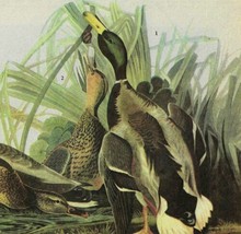 Mallard Duck Bird 1946 Color Plate Print John James Audubon Nature DWV2A - £31.35 GBP
