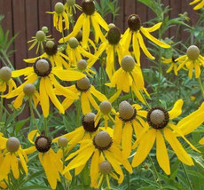 US Seller 500 Seeds Coneflower Prairie Pollinator Wild Flowers Biennial - $10.17