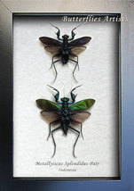 Metallic Praying Mantis Metallyticus Splendidus Pair RARE Entomology Sha... - $134.99