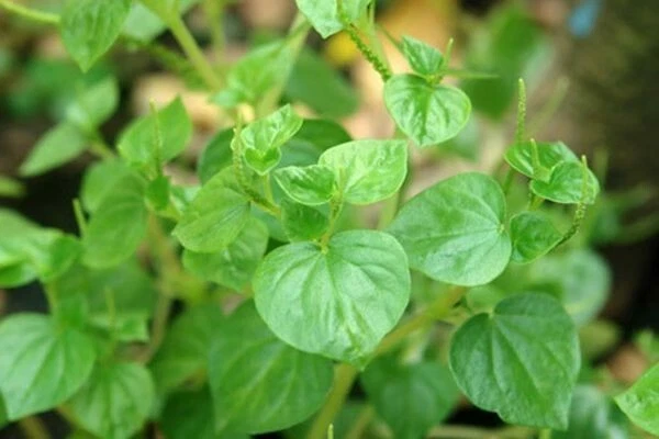 Peperomia Pellucida Crab Claw Herb Krasang Teap Rau C�ng Cua - $2.99