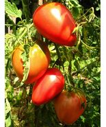 Pink Oxheart Tomato Seeds, 30 Seeds, BUY 2 GET 1 FREE, NON-GMO, FREE SHI... - €1,71 EUR