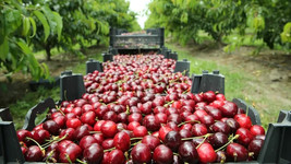 10 Lapins Cherry Seeds Planting USA Gardening - $7.96