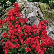 50 Volcano Red Phlox Seeds Flower Perennial Seed Flowers Butterfly 1308 Us Sell - £4.33 GBP