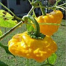 USA SELLER Jamaican Gold Hot Peppers Seeds Fast Shipping - $9.80