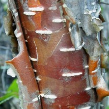 Western Red Birch Tree Seeds Betula occidentalis 50 Seeds Fresh Seeds - £11.27 GBP