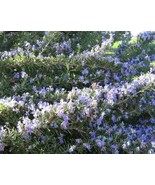 100 Rosemary Rosmarinus Officinalis Herb Flower Seeds Fresh Garden - $15.20