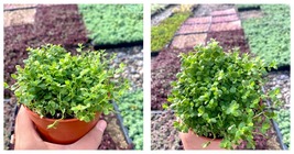 Live Plant - 4” Isotoma Blue - Blue Star Creeper Ground cover - £36.96 GBP