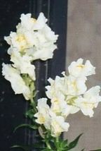 250 Seeds White Snowflake Snapdragon Antirrhinum Majus Flower - £13.40 GBP