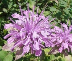 50+ Lilac Monarda Bee Balm Flower Seeds / Deer Resistant Perennial / Lemon Scent - £11.20 GBP