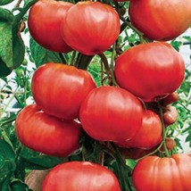 Climbing Trip-L-Crop Tomato  10 Seeds  Garden Beautiful USA SELLER - $5.60