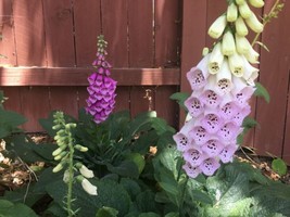 Dwarf Foxglove Pixie??Seeds0 Seeds 1214 Inches Foxy?? Little CousinFrom US - $8.35