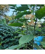 Single Yellow Angel Trumpet Live Plant in a pot - $25.00
