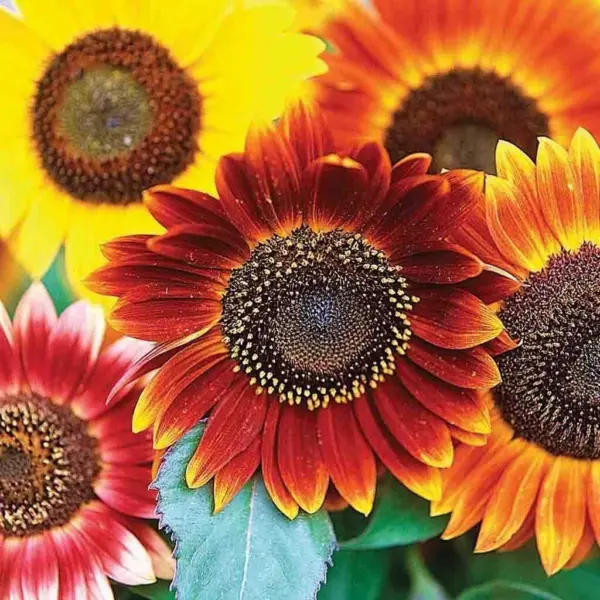 &quot;Evening Sunset&quot; Blend Sunflower Seeds For Planting 25+ Seeds Orange, Yellow Usa - £14.85 GBP