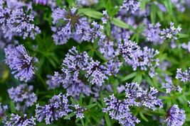 Fresh 20 Blue Surprise Woodruff Asperula Orientalis Azura Herb Flower Seeds - $3.50
