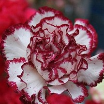 100 pcs Colorful Carnations Seeds Dianthus Caryophyllus Cut Flowers FROM GARDEN - £6.36 GBP