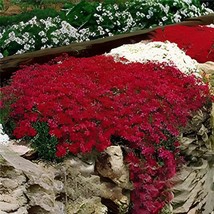 1000 Seeds Creeping Thyme Rock CRESS - Dark Red Flowers - $18.30