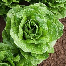 BPA 800 Seeds Romaine Parris Island Lettuce Seeds From US - £7.12 GBP