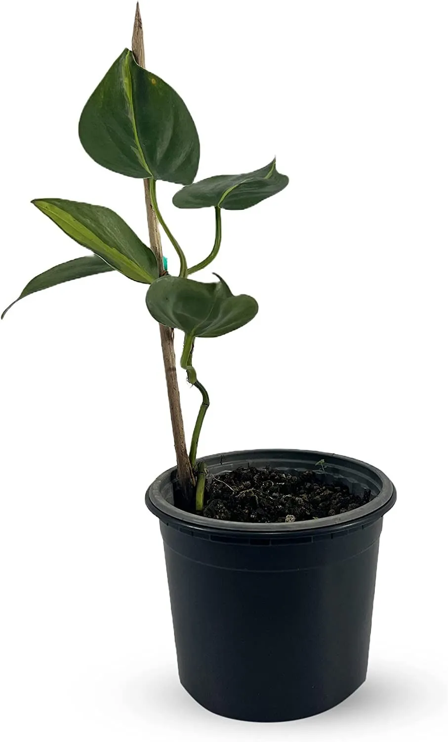Philodendron Brazil Golden Philodendron Live Houseplants - £35.97 GBP
