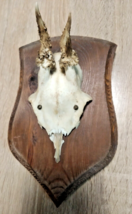 vintage Real  Skull with Horns, white bone, animal skull. Original 15 - $48.51