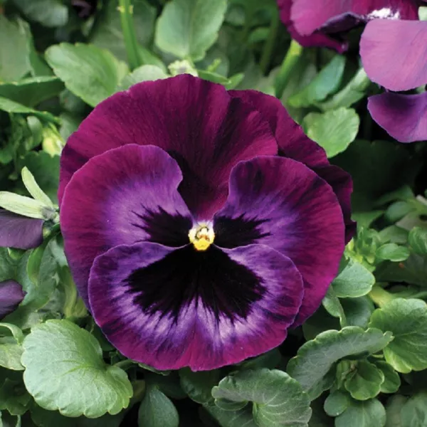 Pansy Seeds Colossus Neon Violet 50 Seeds Drought Tolerant Garden - £11.01 GBP