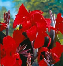 Canna Lily Tall Black Knight Red Green Leaf 32-36&quot; tall 1 rhizome plant - £7.91 GBP