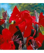 Canna Lily Tall Black Knight Red Green Leaf 32-36&quot; tall 1 rhizome plant - £7.84 GBP