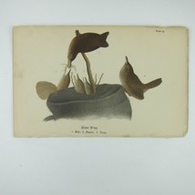 Bird Lithograph Print House Wren after John James Audubon Antique 1890 - £15.79 GBP