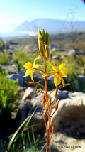 BULBINE ABYSSINICA bushy rare succulent flowering exotic cactus plant 20 seeds - £7.04 GBP