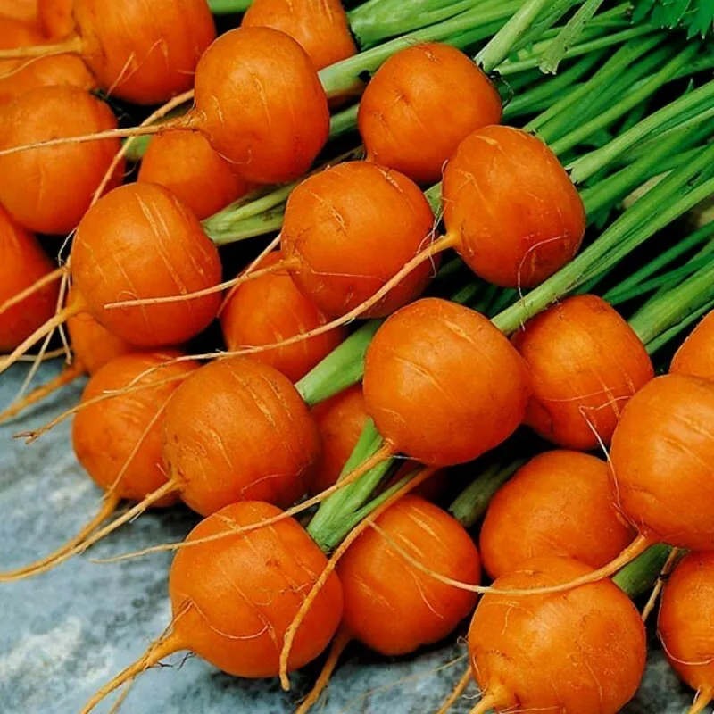 300 Fresh Seeds Parisian Carrot - £7.59 GBP