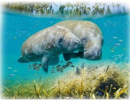 33&quot; X 44&quot; Panel Manatees Ocean Call of the Wild Cotton Fabric Panel D479.92 - £12.42 GBP