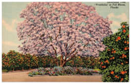 Jacaranda Tree in Full Bloom Florida Postcard - £5.30 GBP