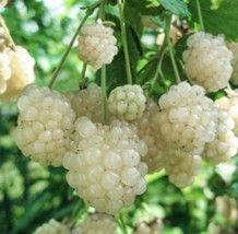 Berry Plants Combo Snowbank 2 Boysenberry And 1 Fall Gold New Fresh  - $66.08