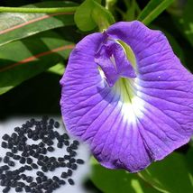 Butterfly Pea Lavender Queen, 10 Seeds R - £14.51 GBP