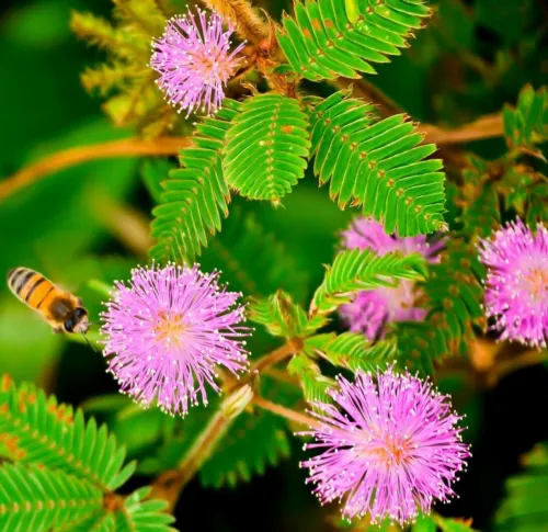 Sensitive Plant Mimosa Pudica Sleepy Bush Fern Bonsai Powder Puff 20 See... - £7.99 GBP