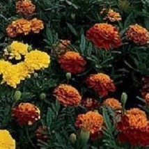 New Seeds 50 Marigold Janie Mix French Marigold Seeds USA Seller - £12.86 GBP